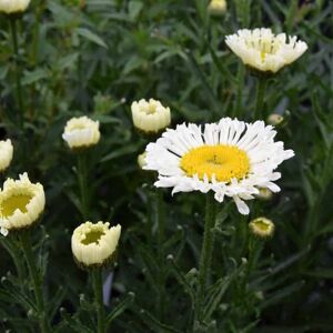 Leucanthemum × superbum 'Real Dream'PBR (Realflor Compact Series) ---